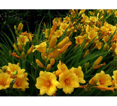 Лілейник, гемерокаліс  Стелла де Оро (HEMEROCALLIS  Stella de Oro )